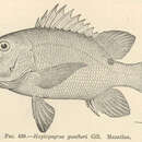 Image of Barred pargo
