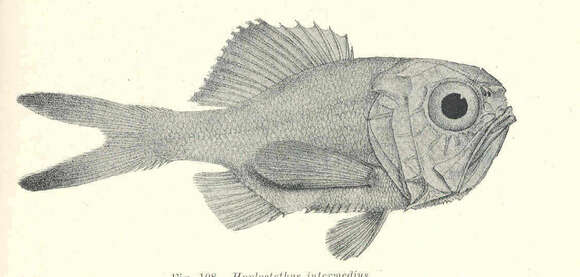 Image de Hoplostethus