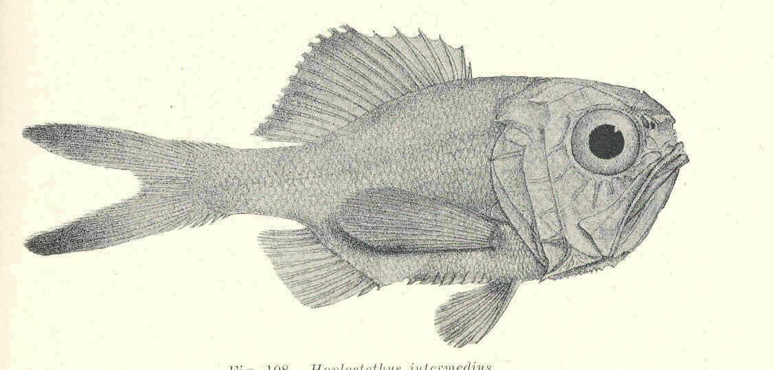Image of Hoplostethus