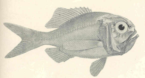Image of Hoplostethus