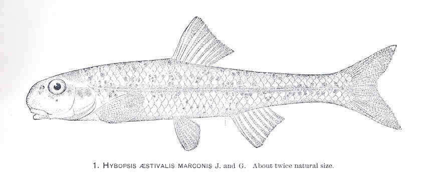 Image of Macrhybopsis