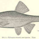 Imagem de Oregonichthys crameri (Snyder 1908)