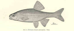 Image of Oregonichthys