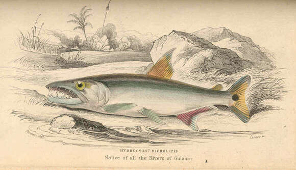 Image of Characiphysae