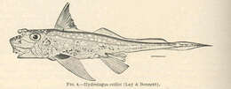 Image of Hydrolagus