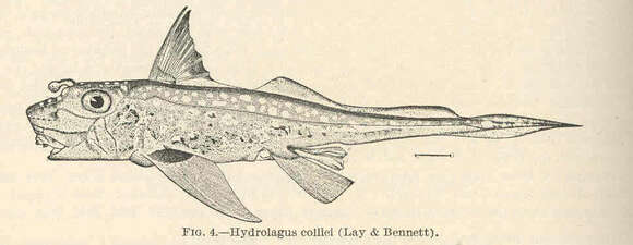 Image de Hydrolagus