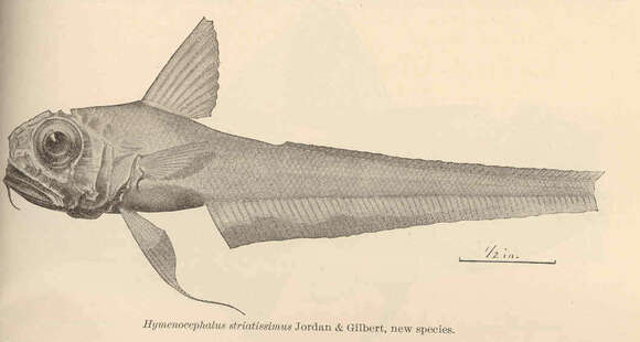Image of Hymenocephalus