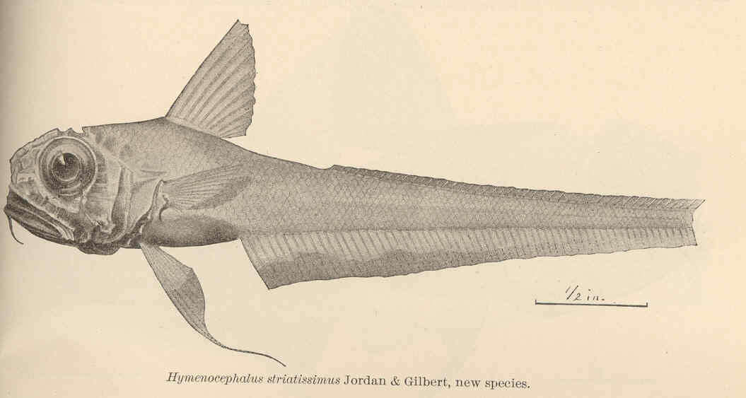Image of Gadiformes