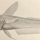 Image of Hymenocephalus striatulus Gilbert 1905