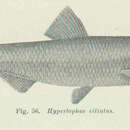 Imagem de Hyperlophus vittatus (Castelnau 1875)