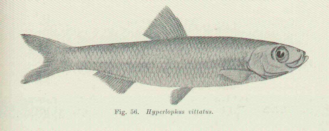Imagem de Hyperlophus