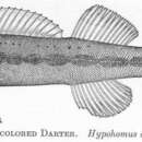 Image of Hypohomus