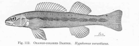 Слика од Etheostomatinae