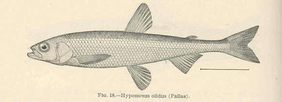 Image of smallmouth smelts