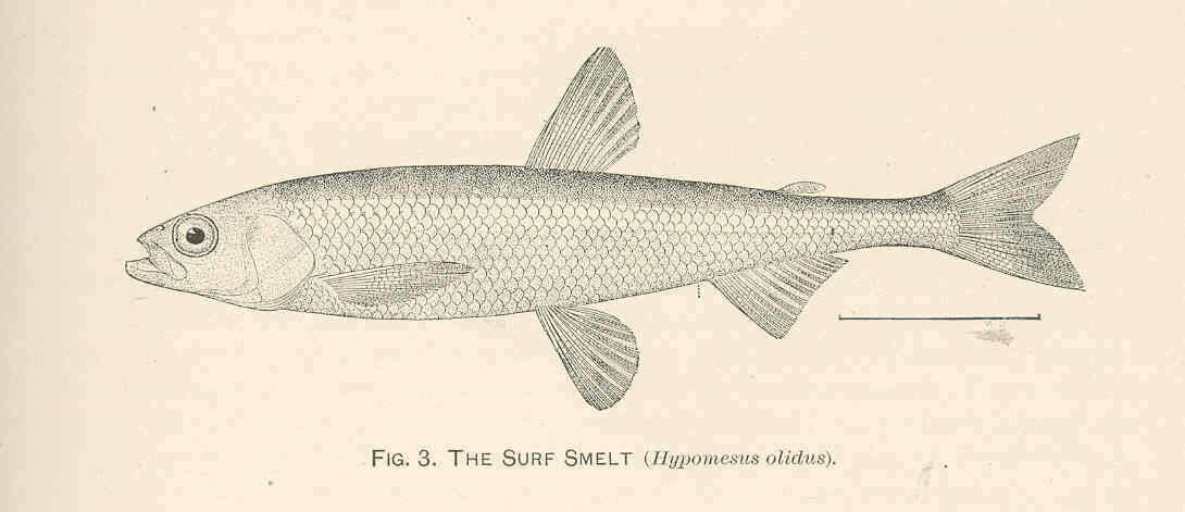 Image of smallmouth smelts