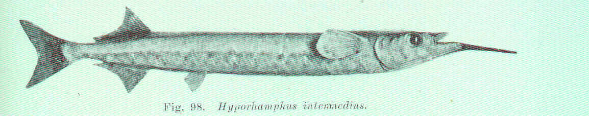 Image of Hyporhamphus