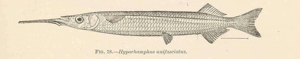 Image of Hyporhamphus