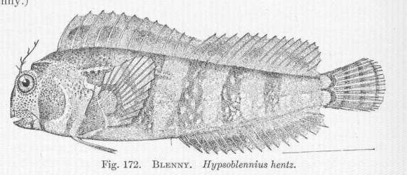 Image of Hypsoblennius