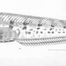 Image of Parahypsos piersoni (Gilbert & Starks 1904)
