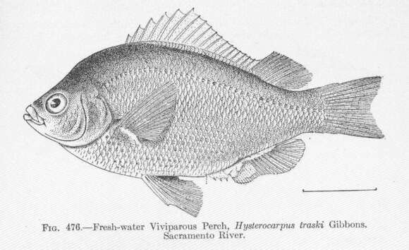 Image of Hysterocarpus