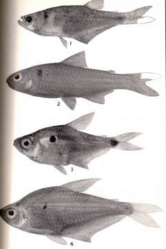 Plancia ëd Characidae