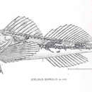 Image of Comb sculpin