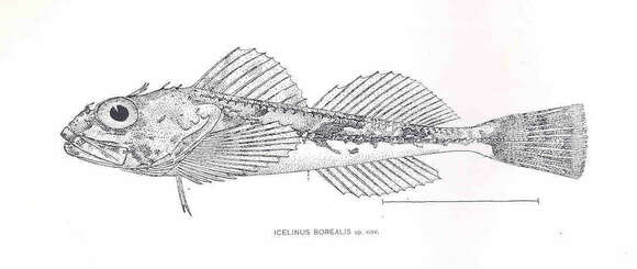 Image of Comb sculpin