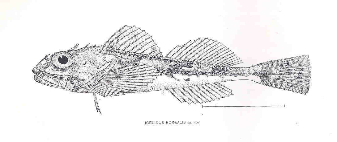 Imagem de Icelinus borealis Gilbert 1896