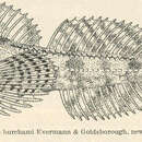 Icelinus burchami Evermann & Goldsborough 1907 resmi