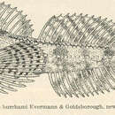 Image of Dusky sculpin