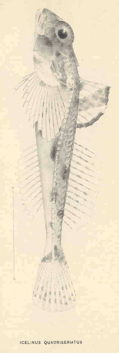 Image of sculpins