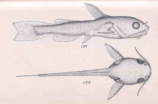 Image of North American catfishes