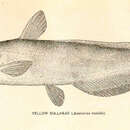 Image of Yellow Bullhead