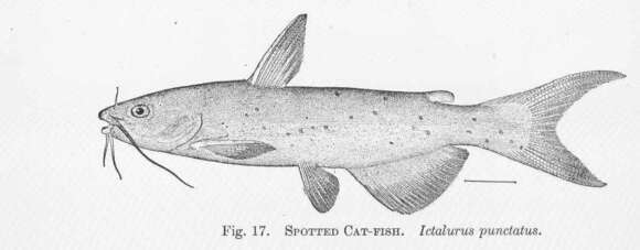 Image of Ictalurus