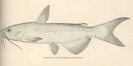 Image of Ictalurus