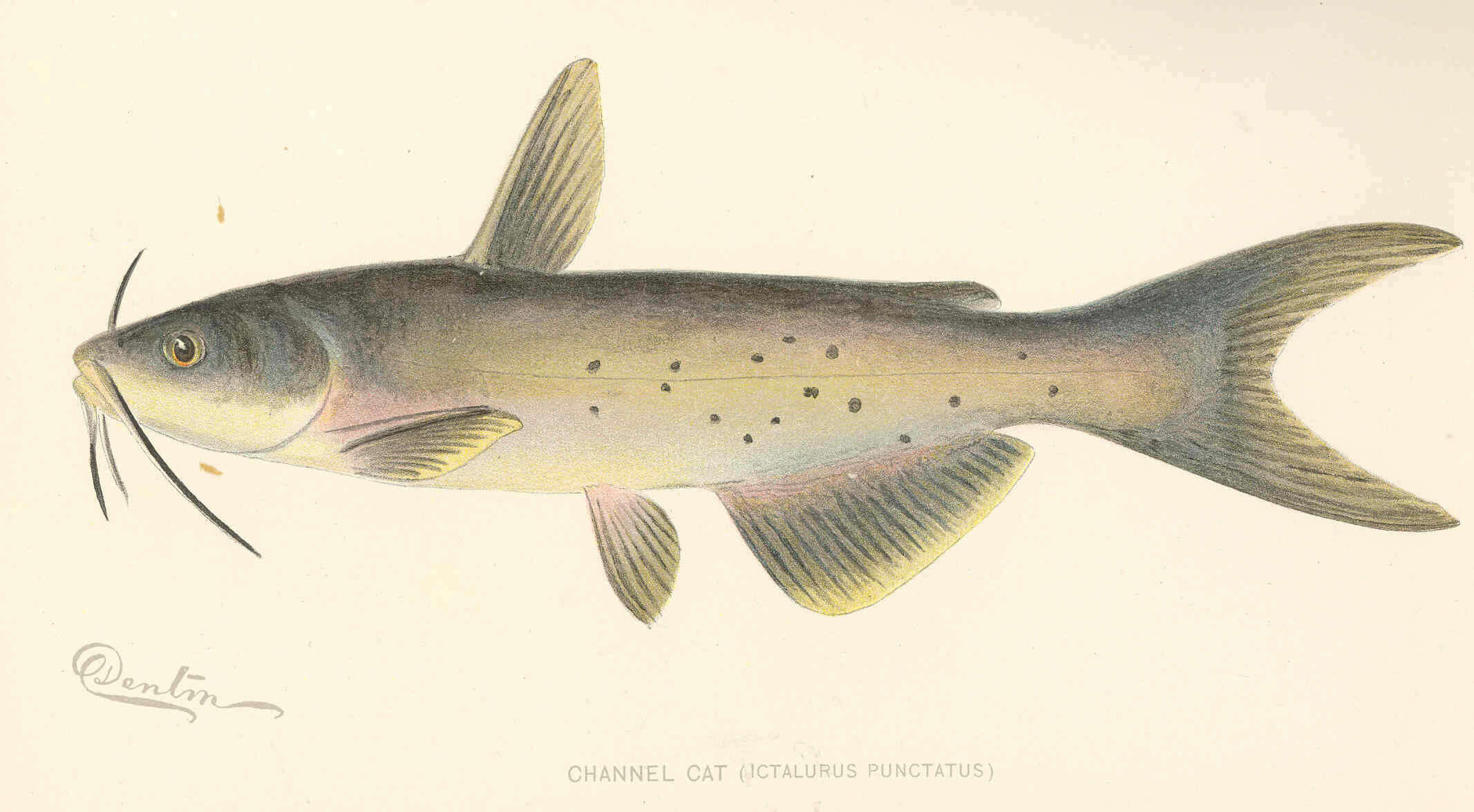 Image de Ictalurus