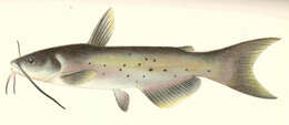 Image of Ictalurus