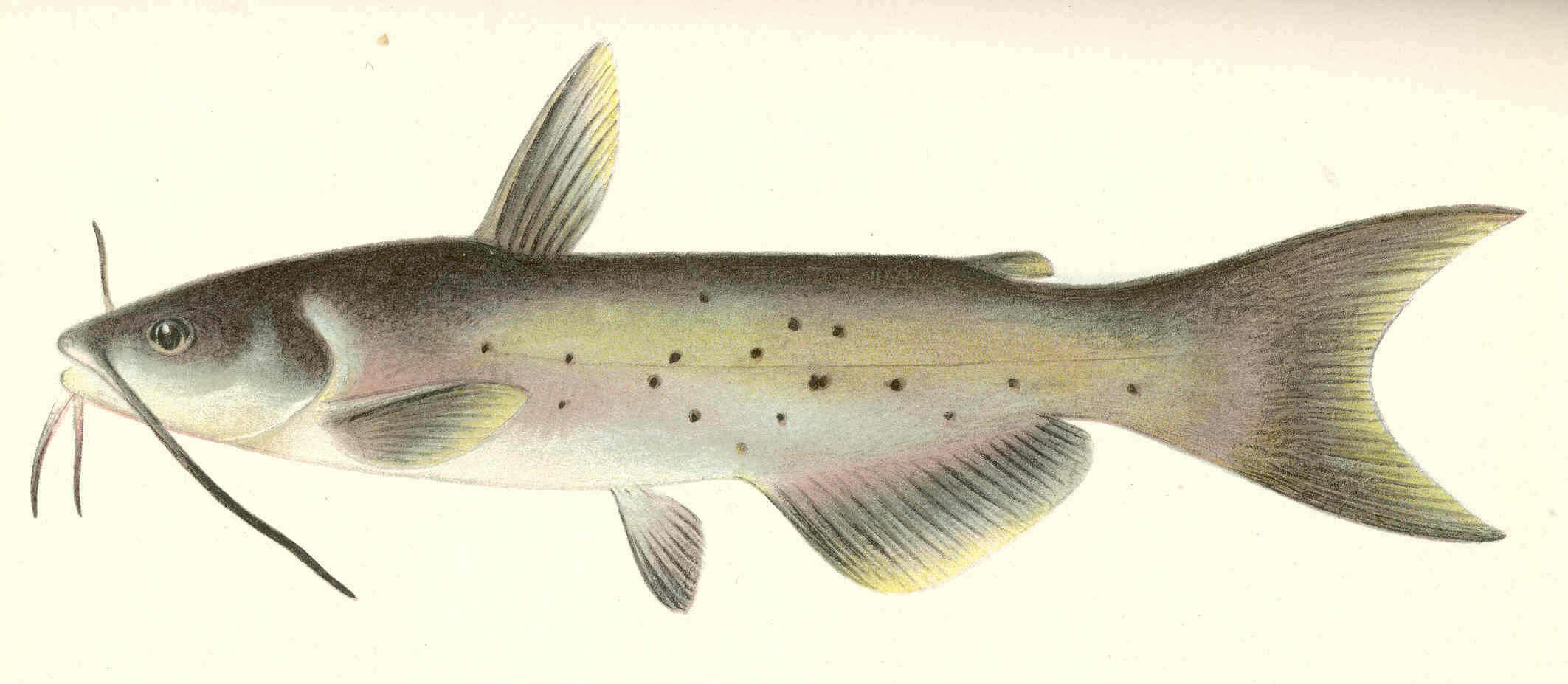 Image de Ictalurus