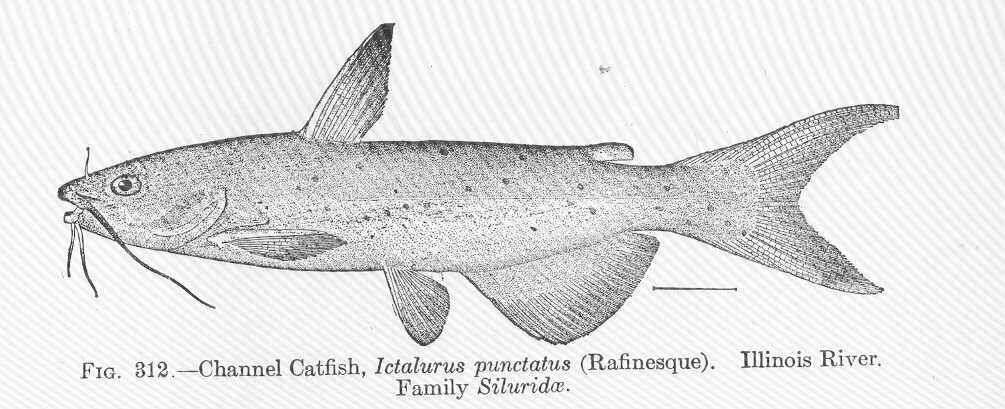 Sivun Ictalurus kuva