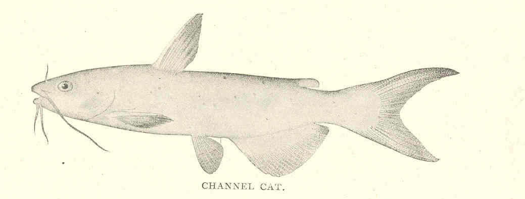 Image of Ictalurus