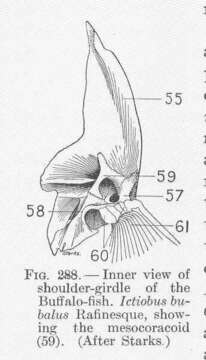 Image of Ictiobus