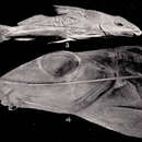 Iheringichthys megalops Eigenmann & Ward 1907 resmi