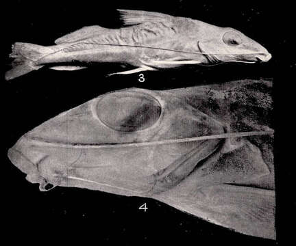 Image of Iheringichthys