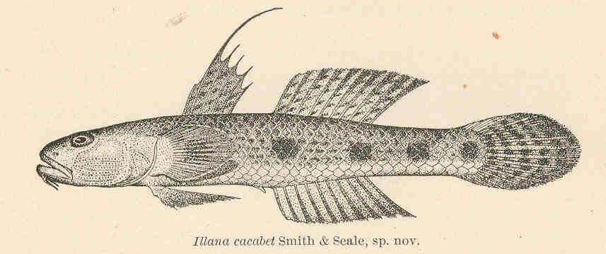 Image of Glossogobius