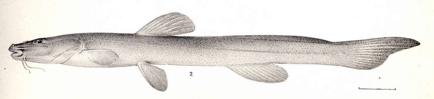 Image of seven-finned catfishes