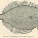 Слика од Platichthys stellatus (Pallas 1787)