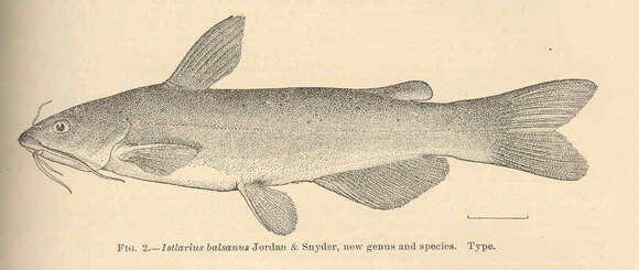 Image of Ictalurus