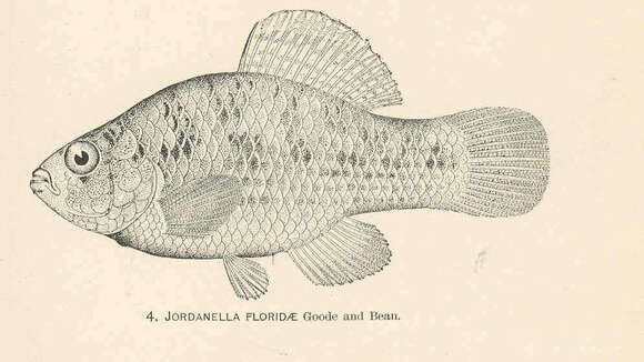 Image of Jordanella