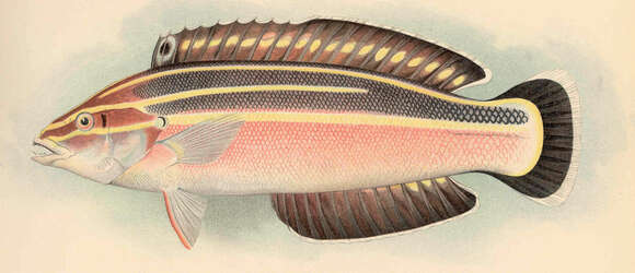 صورة Halichoeres semicinctus (Ayres 1859)