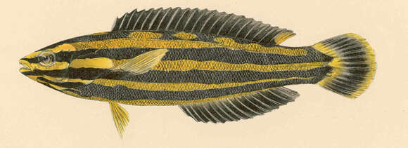 صورة Halichoeres semicinctus (Ayres 1859)